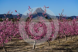 Peach blossom in Cieza, Mirador El Horno in the Murcia region in Spain photo