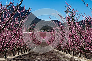 Peach blossom in Cieza, Mirador El Horno in the Murcia region in Spain photo