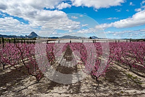 Peach blossom in Cieza, Mirador El Horno in the Murcia region in Spain photo