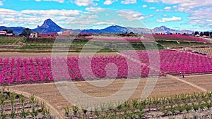 Peach blossom in Cieza, Mirador El Olmico in the Murcia region in Spain