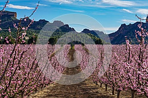 Peach blossom in Cieza, Soto de la Zarzuela in the Murcia region in Spain