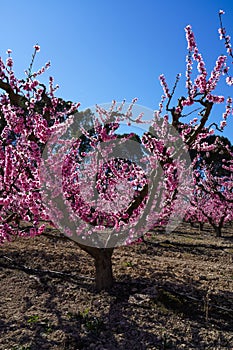 Peach blossom in Cieza, Soto de la Zarzuela in the Murcia region in Spain