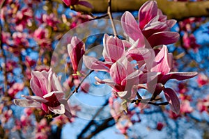 Peach Blossom in Delaware photo