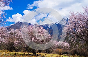 Peach blossom, fascinating spring of tibet