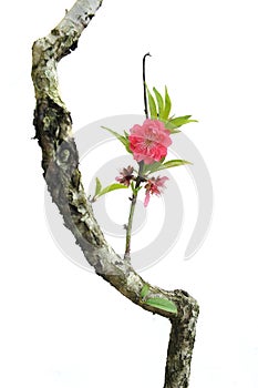 Peach blossom flower