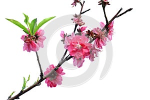 Peach blossom flower