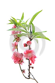 Peach blossom flower