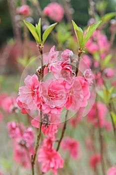 Peach blossom flower