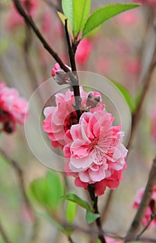 Peach blossom flower