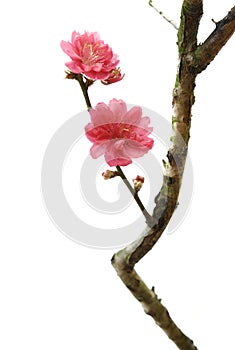 Peach blossom flower