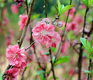 Peach blossom flower