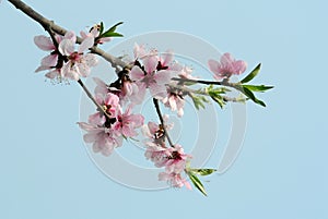 Peach blossom flower