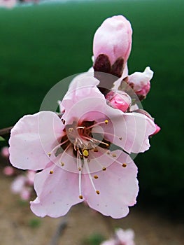 Peach blossom, Flower,