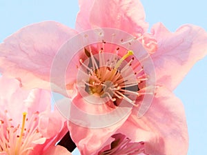 Peach blossom, Flower,