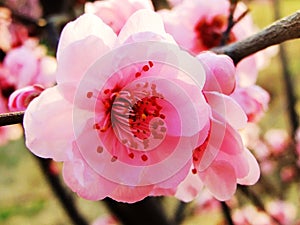 Peach blossom, Flower,