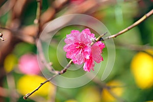 Peach blossom , flower for chinese new year