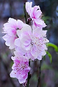 Peach blossom, flower signifies spring