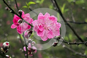 Peach blossom, flower signifies spring