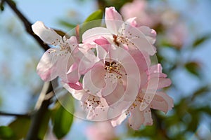 Peach blossom