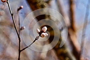 Peach Blossom flowering peach in a sunny day close up