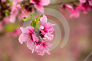 Peach blossom. Flowering tree. pink and green color