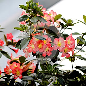 Peach Blossom Flowers