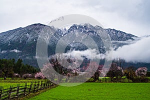 Peach blossom and highland barley field in tibetan Village