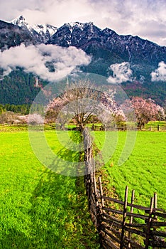 Peach blossom and highland barley field in tibetan Village