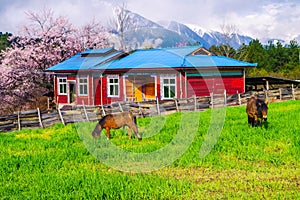 Peach blossom and highland barley field in tibetan Village