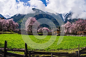 Peach blossom and highland barley field in tibetan Village