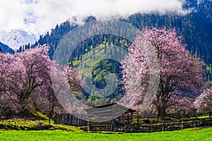 Peach blossom and highland barley field in tibetan Village