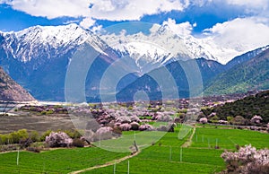 Peach blossom and highland barley field in tibetan Village