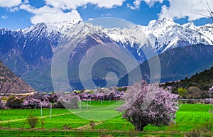 Peach blossom and highland barley field in tibetan Village