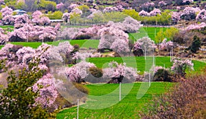 Peach blossom and highland barley field in tibetan Village