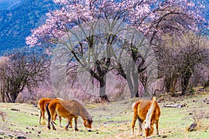 Peach blossom and horse in spring