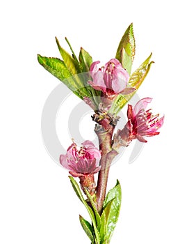 Peach blossom isolated Pink spring flowers