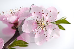 Peach blossom isolated on white background