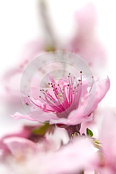 Peach blossom isolated on white background