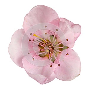 Peach blossom, isolated on white background