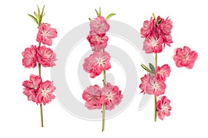 Peach blossom isolated white background Pink spring flowers