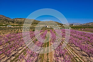 Peach blossom in Jumilla in the Murcia region in Spain