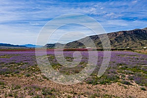 Peach blossom in Jumilla in the Murcia region in Spain