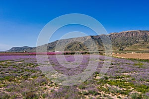 Peach blossom in Jumilla in the Murcia region in Spain