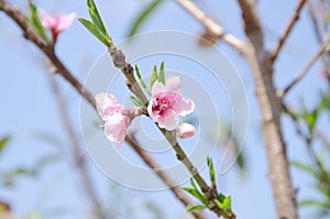 Peach blossom At Khun Sathan National Park