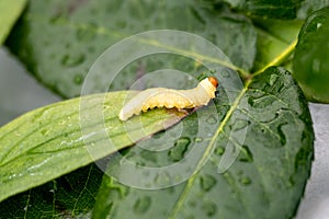 Peach Blossom Moth - Thyatira batis - Caterpillar on leaves, light yellow caterpillar