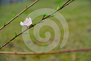 The peach blossom opened and the wind blew its petals in one direction.