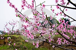 Peach blossom openning