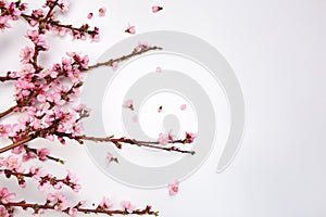 Peach blossom on pastel white background. Fruit flowers