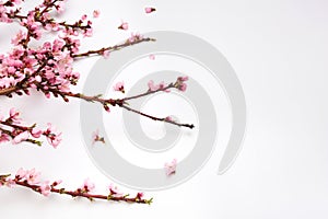 Peach blossom on pastel white background. Fruit flowers