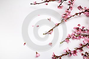 Peach blossom on pastel white background. Fruit flowers